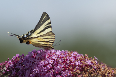 Deze koningspage deed zich tegoed aan de buddleya struik. de lichtomstandigheden waren goed en niet te fel.