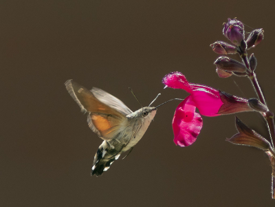 Zeer regelmatig meldt deze kolibrievlinder zich bij ons in de tuin. De vlinder is gek op de nectar van de saliplant.  Deze staat vrij waardoor het fotograferen met een rustige achtergrond goed mogelijk is.