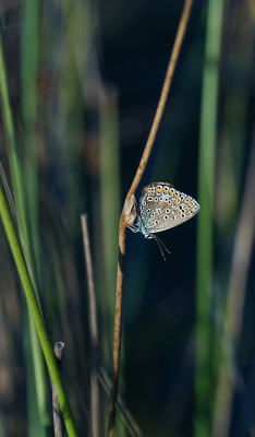 Dit blauwtje trof ik rond 21:00 in de avond aan in de buurt van een vennetje.
Het vlindertje was al in totale rusttoestand en liet zich makkelijk fotograferen vanaf statief.