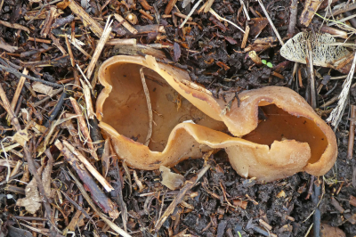 Ook nu zijn er paddenstoelen te vinden, ook al is deze foto van een paar weken geleden. gevonden tijdens een wandeling op de Middelplaten.