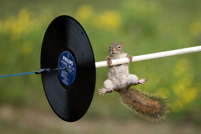 Tamiasciurus hudsonicus / Amerikaanse Rode Eekhoorn / American Red Squirrel