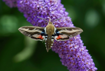 Hyles gallii / Walstropijlstaart / Bedstraw Hawk-moth