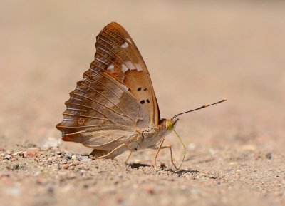 Apatura ilia / Kleine Weerschijnvlinder / Lesser Purple Emperor