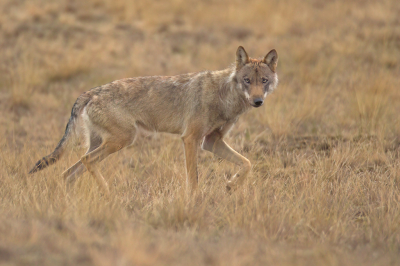 Canis Lupus / Wolf / Wolf