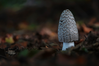 Coprinopsis picacea / Spechtinktzwam / Magpie Inkcap