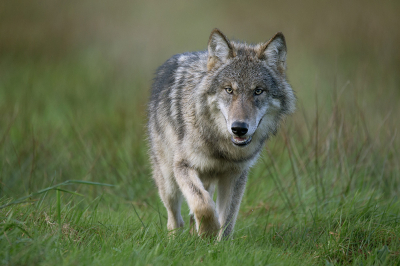 Canis lupus / Wolf / Wolf