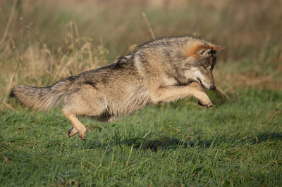 Canis lupus / Wolf / Wolf