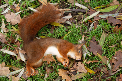 Sciurus vulgaris / Eekhoorn / Red Squirrel