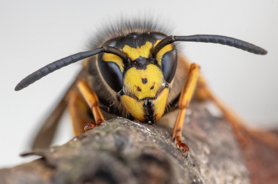 Vespula germanica / Duitse Wesp / German Wasp