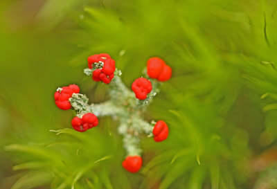 Nature picture: 1. Rode Heidelucifer