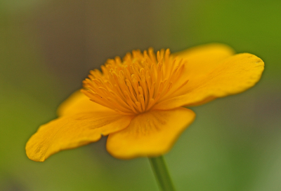 Nature picture: 1. Dotterbloem