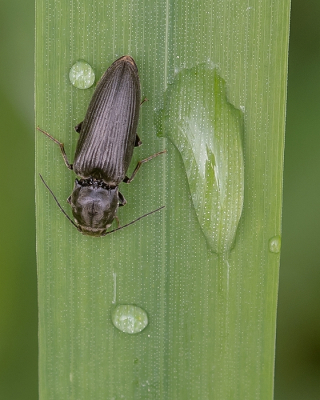 <i class='fa fa-user'></i> Johan van Gurp |  Hemicrepidius sp.  <i class='fa fa-eye'> 20</i>  <i class='fa fa-thumbs-up'> 1</i>   <i class='fa fa-comment-o'> 1</i>