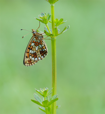 Nature picture: 1. Zilveren Maan