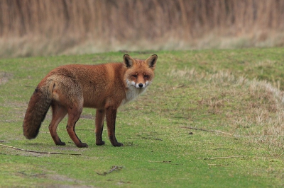 Vulpes vulpes / Vos / Red Fox