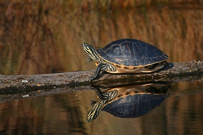 Chrysemys picta bellii / Westelijke Sierschildpad / Western Painted Turtle