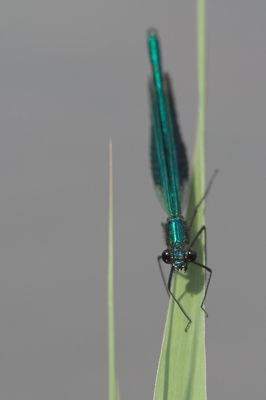 <i class='fa fa-user'></i> Klaas van Haeringen | Banded Demoiselle  <i class='fa fa-eye'> 79</i>   <i class='fa fa-comment-o'> 4</i>