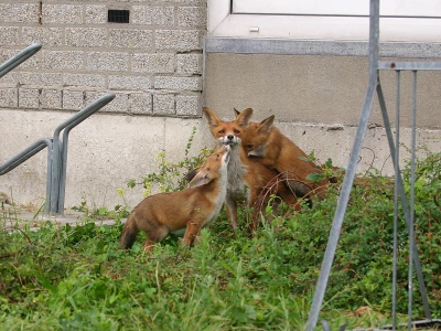 Vulpes vulpes / Vos / Red Fox