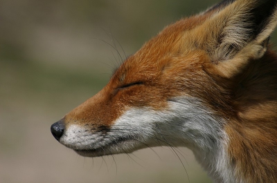 Vulpes vulpes / Vos / Red Fox
