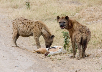 Het verhaal gaat verder. Toen wij weg reden van de Hyena met gieren, reden we langs een dood en waarschijnlijk aangereden Thompson Gazelle. We waren benieuwd of de Hyena zijn kans zou grijpen. Ze kwamen vrij snel. Eerst keken ze goed om zich heen. Dit mn om er zeker van te zijn dat het niet de prooi van een leeuw is. Daarna werd er geroken aan de dode gazelle om vast te stellen dat het inderdaad om "gezond" eten ging.