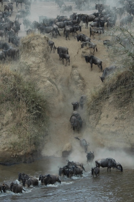 Connochaetes taurinus mearnsi / Westelijke Witbaardgnoe / Western White-bearded Wildebeest