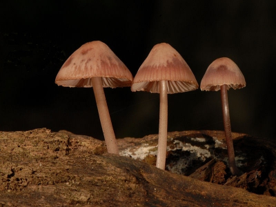 <i class='fa fa-user'></i> tjitte v.d velde | Mycena speci  <i class='fa fa-eye'> 171</i>   <i class='fa fa-comment-o'> 4</i>