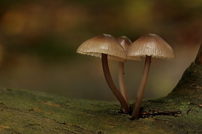 <i class='fa fa-user'></i> natuurflits.nl | Grote Bloedsteelmycena  <i class='fa fa-eye'> 208</i>  <i class='fa fa-thumbs-up'> 1</i>   <i class='fa fa-comment-o'> 5</i>