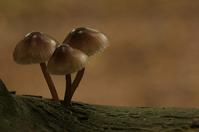 <i class='fa fa-user'></i> natuurflits.nl | Grote Bloedsteelmycena  <i class='fa fa-eye'> 175</i>   <i class='fa fa-comment-o'> 1</i>