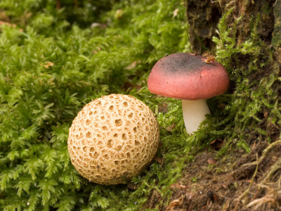 <i class='fa fa-user'></i> Jaap Schelvis | Gele Aardappelbovist & Zwartpurperen Russula?  <i class='fa fa-eye'> 127</i>   <i class='fa fa-comment-o'> 2</i>