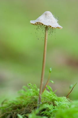 <i class='fa fa-user'></i> Arjen Drost | Mycena sp. & Mycenaparasiet  <i class='fa fa-eye'> 176</i>   <i class='fa fa-comment-o'> 7</i>