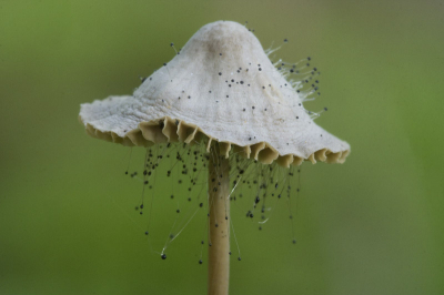 <i class='fa fa-user'></i> Arjen Drost | Mycena sp. & Mycenaparasiet  <i class='fa fa-eye'> 444</i>   <i class='fa fa-comment-o'> 2</i>