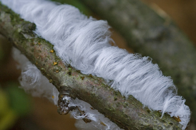 Dit was voor mijn de eerste keer in de aanloop naar de winter van 2007/2008 dat ik ijshaar tegen kwam 

www.henrybouw-natuurfotografie.nl