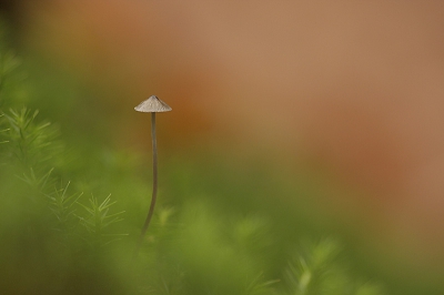 <i class='fa fa-user'></i> natuurflits.nl | Mycena spec  <i class='fa fa-eye'> 171</i>  <i class='fa fa-thumbs-up'> 3</i>   <i class='fa fa-comment-o'> 5</i>