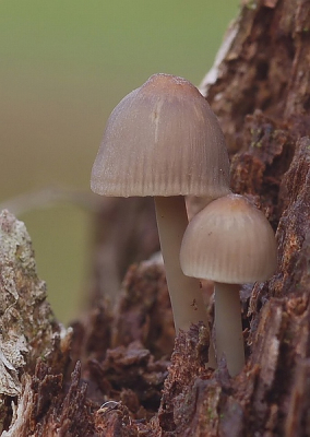 <i class='fa fa-user'></i> Johan van Gurp | Mycena spec  <i class='fa fa-eye'> 86</i>   <i class='fa fa-comment-o'> 0</i>