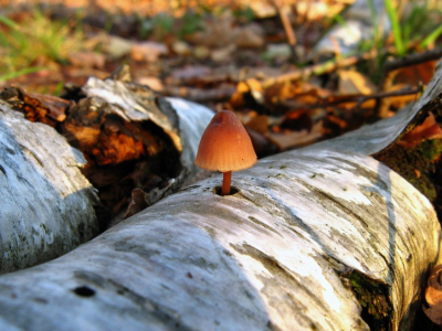 <i class='fa fa-user'></i> fabfil | Grote Bloedsteelmycena  <i class='fa fa-eye'> 143</i>   <i class='fa fa-comment-o'> 4</i>