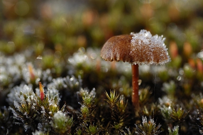 <i class='fa fa-user'></i> Bendiks Westerink | Mycena spec  <i class='fa fa-eye'> 120</i>   <i class='fa fa-comment-o'> 3</i>