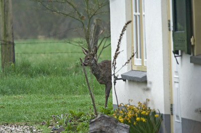 Was mijn foto's van vorig jaar aan het bekijken, en kwam deze tegen.En dacht ik plaats hem op NP ben benieuwd wat jullie er van vinden.

www.henrybouw-natuurfotografie.nl