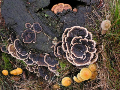 <i class='fa fa-user'></i> Ren G | Trametes versicolor e.a  <i class='fa fa-eye'> 99</i>   <i class='fa fa-comment-o'> 0</i>