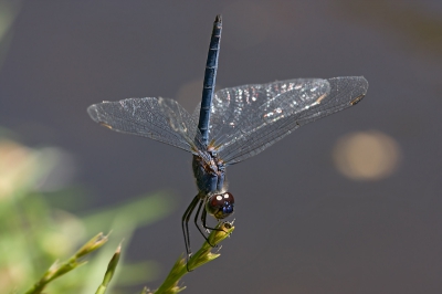 <i class='fa fa-user'></i> valentine | Trithemis sp.  <i class='fa fa-eye'> 165</i>   <i class='fa fa-comment-o'> 5</i>