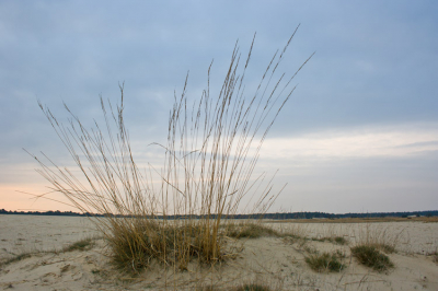 <i class='fa fa-user'></i> Antonie Blom | Drunense duinen  <i class='fa fa-eye'> 118</i>   <i class='fa fa-comment-o'> 3</i>