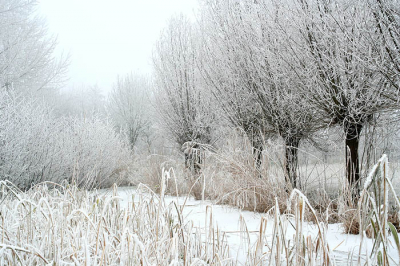 <i class='fa fa-user'></i> Arie T. van Werkhoven | Winter langs de IJssel 1  <i class='fa fa-eye'> 150</i>   <i class='fa fa-comment-o'> 3</i>