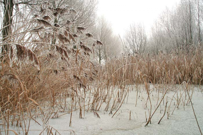 <i class='fa fa-user'></i> Arie T. van Werkhoven | Winter langs de IJssel 2  <i class='fa fa-eye'> 127</i>   <i class='fa fa-comment-o'> 2</i>