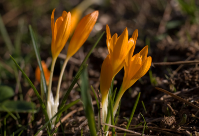 <i class='fa fa-user'></i> deek el bacher | Crocus vitellinus  <i class='fa fa-eye'> 104</i>   <i class='fa fa-comment-o'> 3</i>