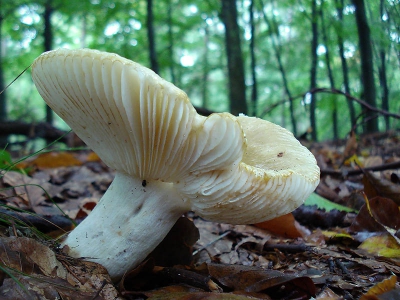 <i class='fa fa-user'></i> Arie T. van Werkhoven | Geelwitte Russula  <i class='fa fa-eye'> 59</i>   <i class='fa fa-comment-o'> 2</i>