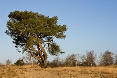 <i class='fa fa-user'></i> Antonie Blom | Drunense duinen  <i class='fa fa-eye'> 113</i>   <i class='fa fa-comment-o'> 5</i>