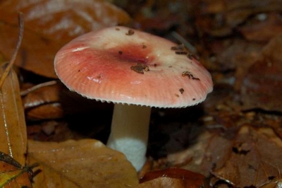 <i class='fa fa-user'></i> h.fotograaf | Smakelijke russula  <i class='fa fa-eye'> 157</i>   <i class='fa fa-comment-o'> 4</i>