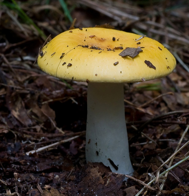 <i class='fa fa-user'></i> hdoorn | Okerkleurige beukenrussula  <i class='fa fa-eye'> 131</i>   <i class='fa fa-comment-o'> 1</i>