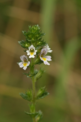 gevonden in de oostvoornse duinen, na wandeling met de familie