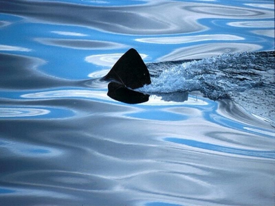 Cetorhinus maximus / Reuzenhaai / Basking Shark