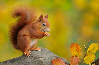 Sciurus vulgaris / Eekhoorn / Red Squirrel