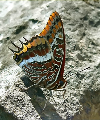 Deze prachtige vlinder zag ik op een bergtop in Monfrage waar hij een koninginnepage probeerde te verjagen.